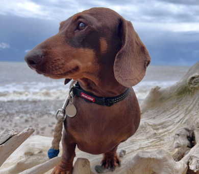 Chorizo the miniature daschund on the beach in Suffolk
